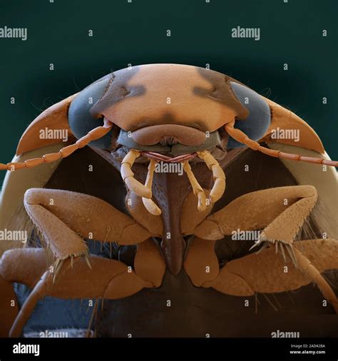 Diving beetle. Coloured scanning electron micrograph (SEM) of the head ...