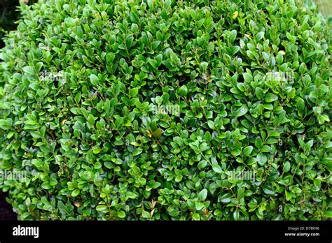 buxus sempervirens Box hedge plant round ball bush shape shapes Stock Photo: 66639474 - Alamy