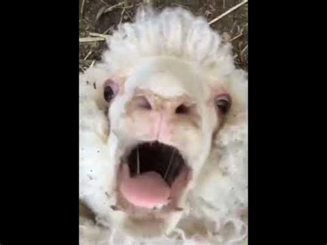 Screaming Sheep BAAAAAHH!!!!! - YouTube