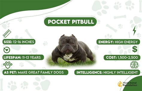 Pocket Pitbull Temperament And Health Problems 2024