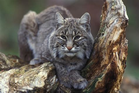 Bobcat Facts, Pictures & Information: An Awesome American Predator.