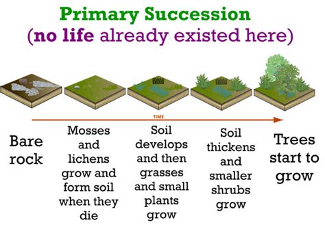 Primary and Secondary Succession - Temperate Deciduous Forest