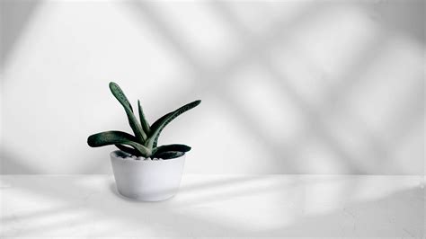 [100+] Minimalist Plant Wallpapers | Wallpapers.com