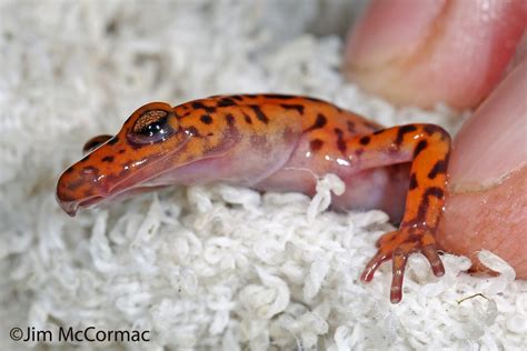 Ohio Birds and Biodiversity: Cave Salamander