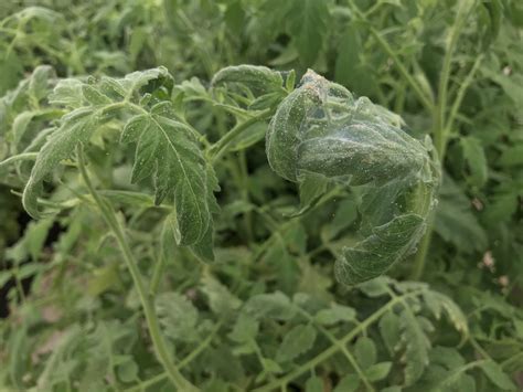 Biological Control of Spider Mites in Tomatoes | NC State Extension