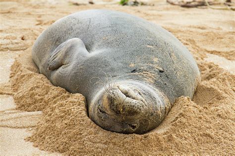 Monk Seal In Sand, Close-up, Hawaii, Usa Digital Art by Philip Waller ...