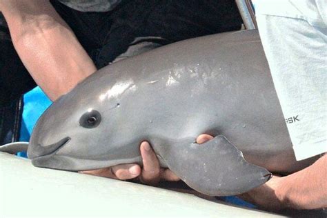 Vaquita – Facts, Size, Habitat, Population and Pictures