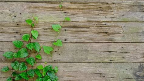 Top 7 Best Climbing Plants for Wooden Fences in 2022! - Gardening Slash