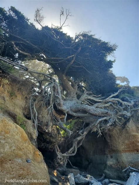 Tree of Life - Kalaloch Beach - Olympic National Park {Video} | Park Ranger John