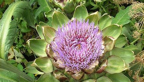 How to Get Seeds From an Artichoke | Garden Guides