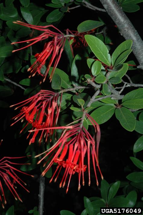 Chilean fire bush (Embothrium coccineum)