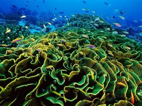 Kiribati coral reefs world-travel | Phoenix islands, Underwater world ...