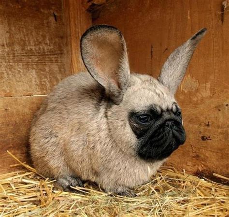 If These 10 Hybrid Animals Really Existed, The World Would Be A Better Place