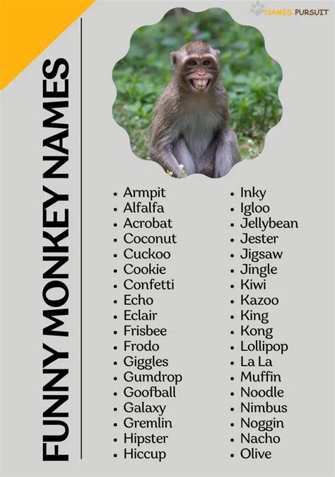 Funny Monkey Names to Make Your Day