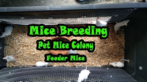 Mice Breeding | Pet Mice Colony - Feeder Mice For Snakes (Selling on ...