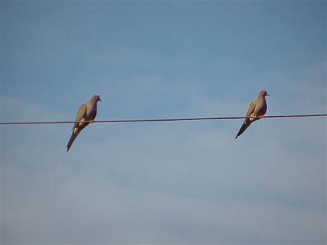 Two Birds On A Wire Lyrics The Lyrics You'll Love!