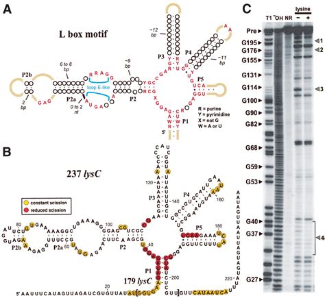 An mRNA structure in bacteria that controls gene expression by binding lysine