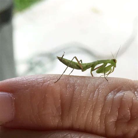 Tiny Praying Mantis | 94.9 The River