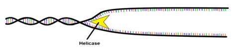 What is the role of the helicase enzyme in DNA replication?