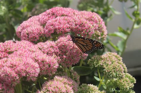 Sedum, Autumn Joy - Birchfield Nurseries