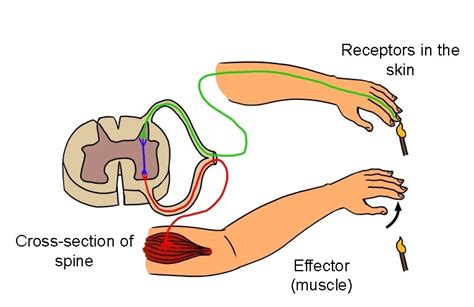 Sensory -> Relay -> Motor Neurons Diagram | Quizlet