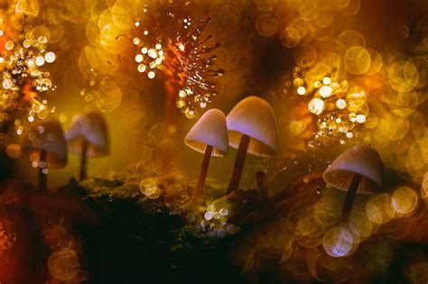 Photography of mushroom, mushroom, macro, bokeh HD wallpaper ...