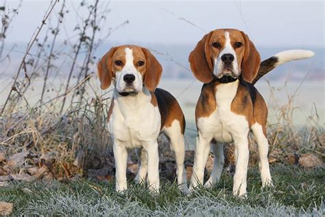Beagle Dog Breed Information