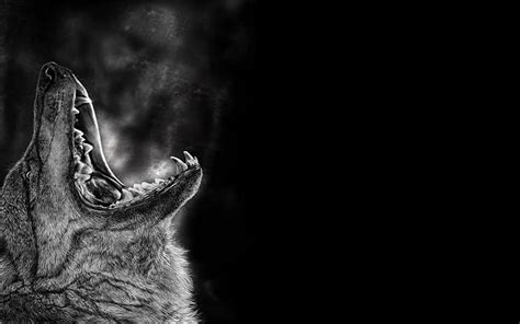 Wolf Pack Gallery (84 Plus) PIC WPW5011488, Lone Wolf HD wallpaper | Pxfuel