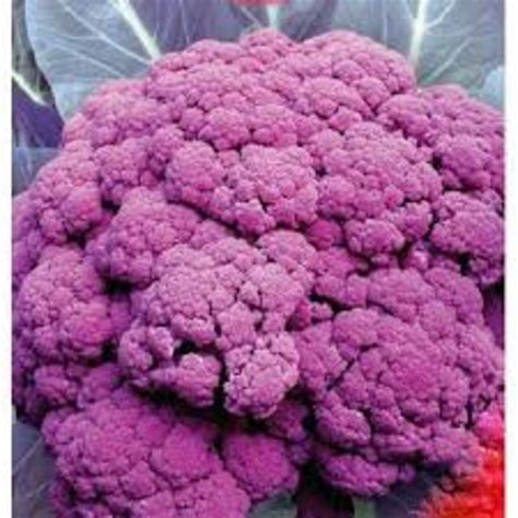 Rare Original Vegetable Seeds Cauliflower Violet | Etsy