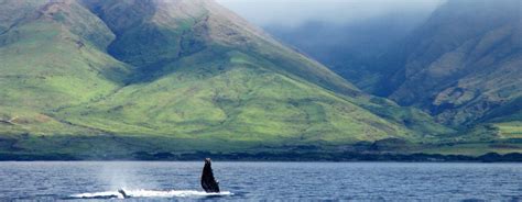 Maui Activities - Whale Watching Tours Lahaina | Whale Watching Pacific Whale Foundation | Whale ...