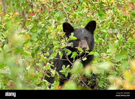 A small black bear cub is in the bushes eating berries in western ...