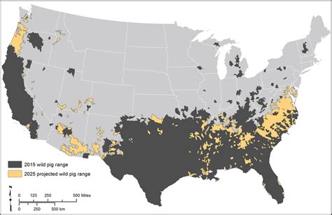 Feral Pigs Us Map