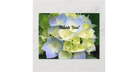 Blue Hydrangeas Thank You Postcard | Zazzle.com