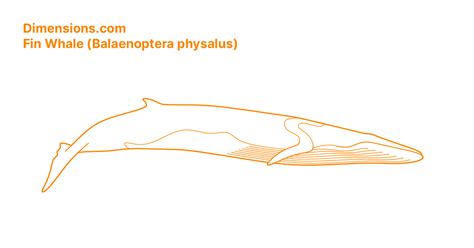 Fin Whale Size