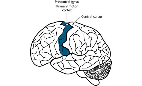 Primary Motor Cortex