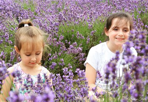 Mayfield Lavender Farm • Vintage Frills