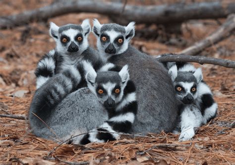 Lemurs are primates that are endemic to the island of Madagascar. They are mostly small-bodied ...