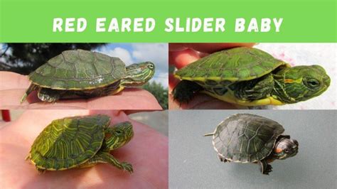 How To Take Care Of Hatchling Red Eared Slider Turtles?