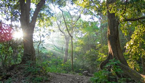 Ecosistemas De Mexico Selva - chefli