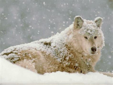 Wolf Covered In Snow - Wolves Photo (7091492) - Fanpop