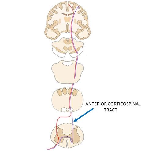 Anterior corticospinal tract - definition — Neuroscientifically Challenged