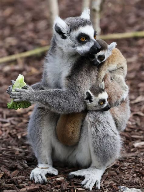 Tayto Park animals during lockdown - Dublin Live