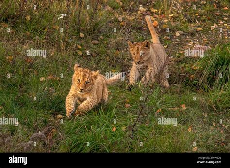 Lion cubs playing Stock Photo - Alamy