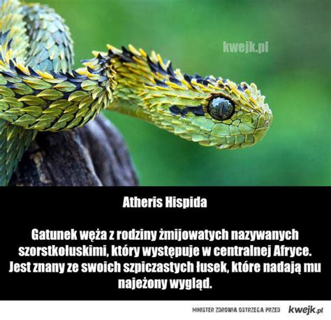 Atheris Hispida - niezwykły wąż - KWEJK.pl - najlepszy zbiór obrazków z ...