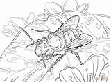 20 Free Coloring Pages For Adults Bee Crafts  sketch template