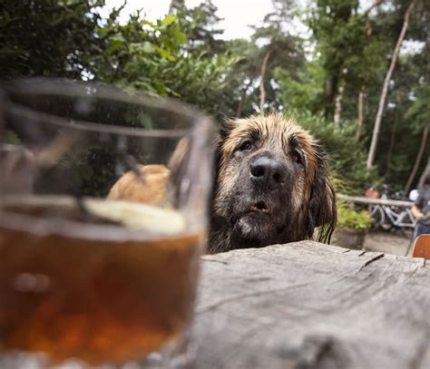 What Happens When Dogs Drink Alcohol?