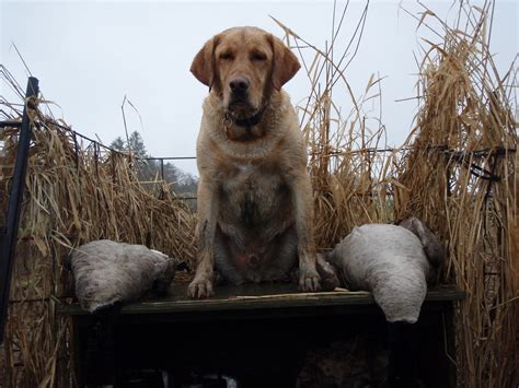 Fast Pup Dog Training: Goose Hunting Season Coming To An End-Pictures From The Blind