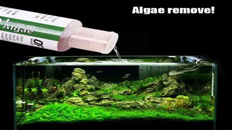 How to Clean My Aquarium Algae: Tips and Tricks for a Sparkling Clean Tank