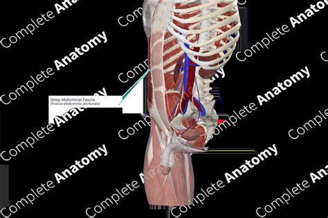 Deep Abdominal Fascia | Complete Anatomy