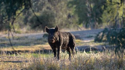 Illegal feral pig hunters are accused of spreading the pests for sport - ABC News